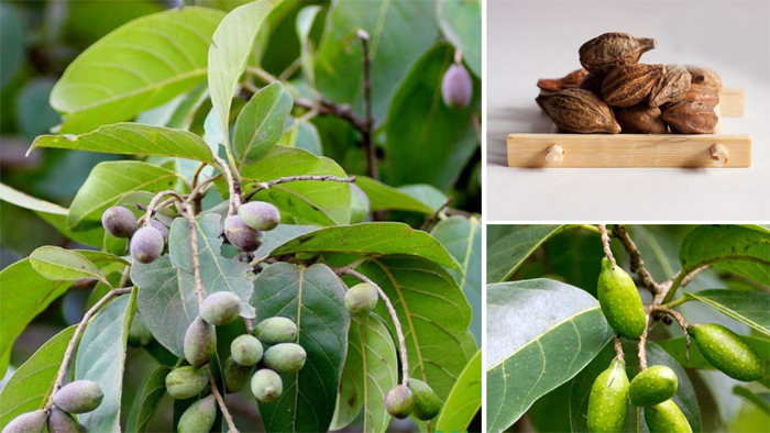 Chiết xuất quý từ quả Chiêu liêu mang hiệu quả hỗ trợ cho người viêm khớp, thoái hóa khớp