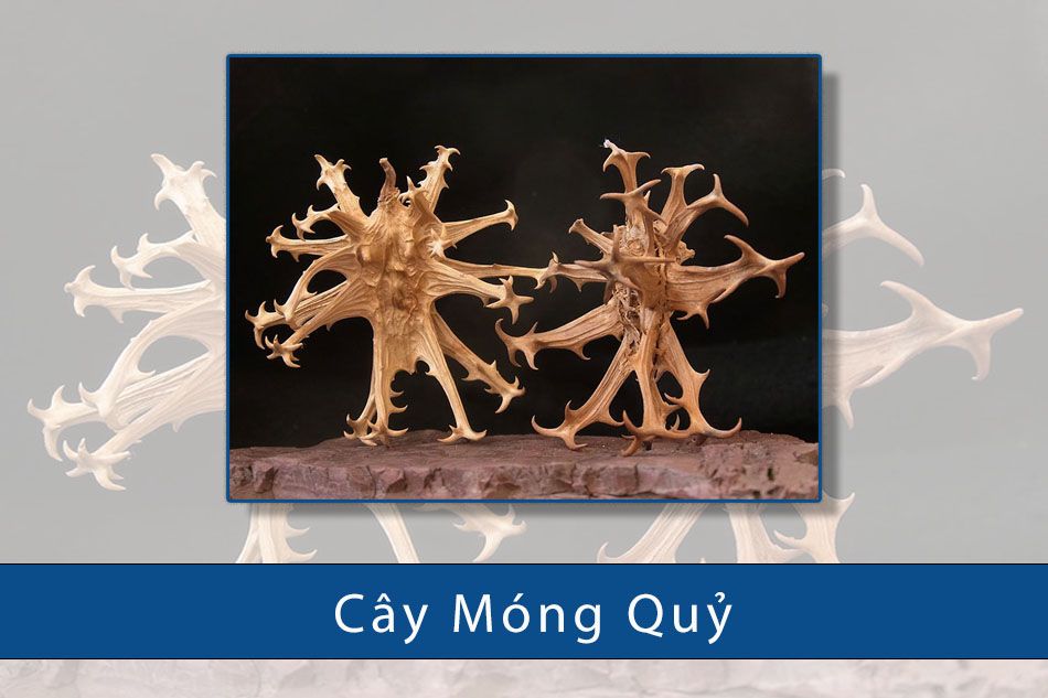 Cây Móng Quỷ