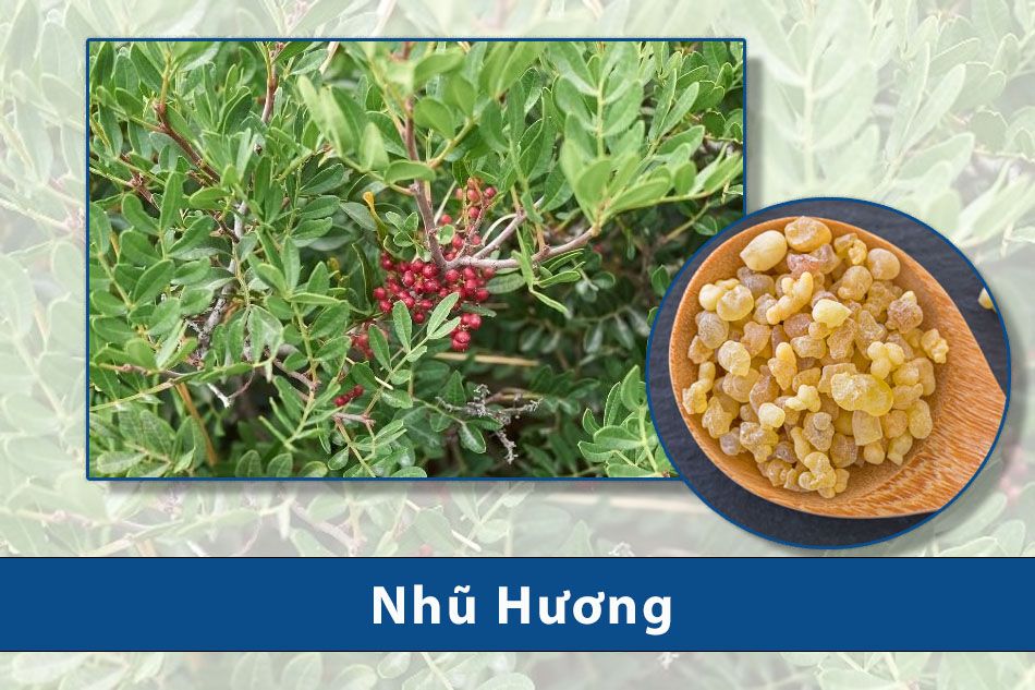Cây Nhũ Hương hỗ trợ điều trị viêm khớp, thoái hóa khớp